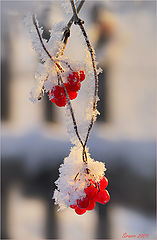 photo "Winter guelder-rose"