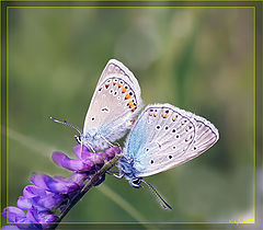 photo "***"