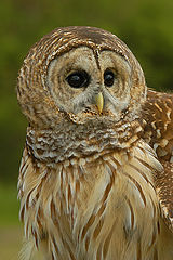 фото "barred owl"