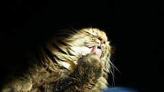 photo "Кошка Нора"