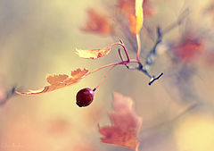 photo "***"