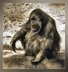 photo "Yeti"