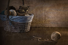 photo "***"
