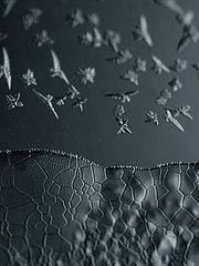 photo "birdz of cold"