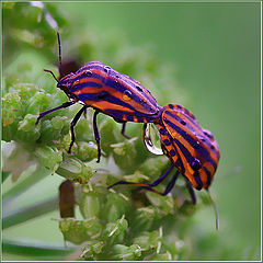 photo "Washed by a rain"