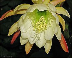 photo "Night Flowering Cactus."
