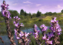 photo "violett"