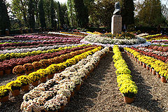 фото "Round Flower / Круглые Цветочные"