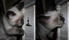 photo "***"