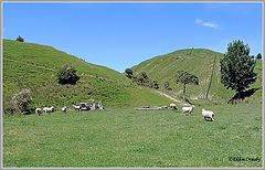 photo "Hill Country Sheep Farm."