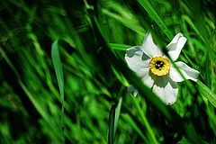 photo "Daffodil"