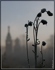фото "Утренний силуэт..."