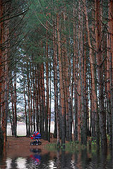 фото "Одиночество, или когда деревья были большими"