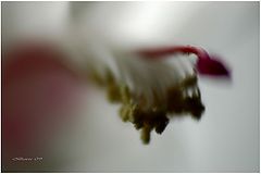 photo "***"