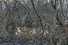 фото "Ice in the forest"