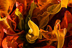 photo "***"