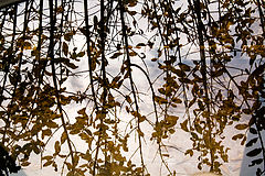 photo "***"