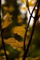 photo "***"