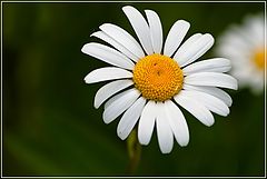 photo "***"