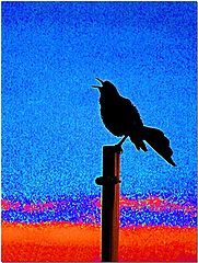 фото "Black Bird"