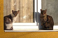 фото ""Aristocratic cats""