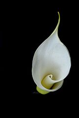 photo "calla"