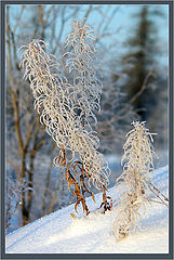 фото "Кипрей"