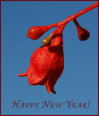 photo "Happy New Year!"
