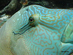 photo "Underwater."