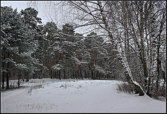фото "Зимний пейзаж"