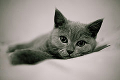 photo "***"