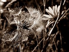 фото "Bloom"