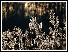 photo "Silver Bouquette"