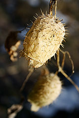 photo "***"