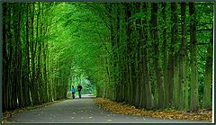 фото "green tunnel"
