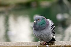photo "Winter pigeon..."
