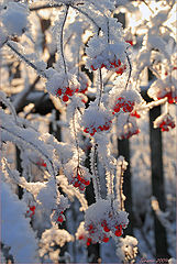 photo "Happy New Year, friends!"