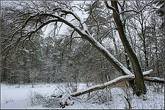 фото "Зимняя сказка"