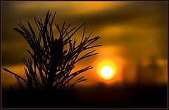 photo "Whether that spark burns still?...."
