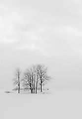 photo "Trees, Norway 2010"