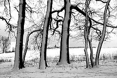 photo "Trees in Winter /"