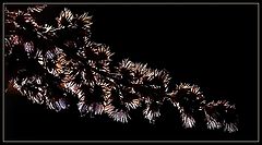 photo "Strange flowers"