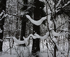 фото "Снежные змеи"