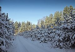 фото "Немного зимней зелени"