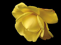 photo "Yellow beauty"