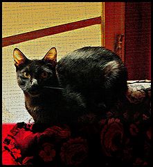 photo "***"