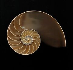 фото "Chambered Nautilus"
