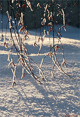 photo "Happy Christmast"