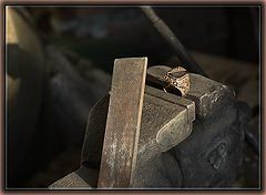 photo "***"