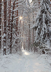 photo "A pine forest. January"